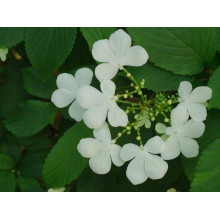 Калина складчаста Ватанабе | Viburnum plicatum Watanabe | Калина складчатая Ватанабе
