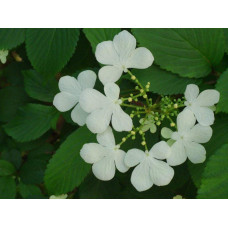 Калина складчаста Ватанабе | Viburnum plicatum Watanabe | Калина складчатая Ватанабе