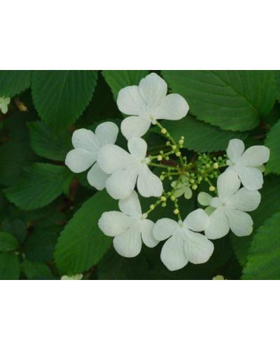 Калина складчаста Ватанабе | Viburnum plicatum Watanabe | Калина складчатая Ватанабе
