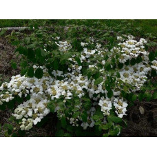Калина складчаста Ватанабе | Viburnum plicatum Watanabe | Калина складчатая Ватанабе