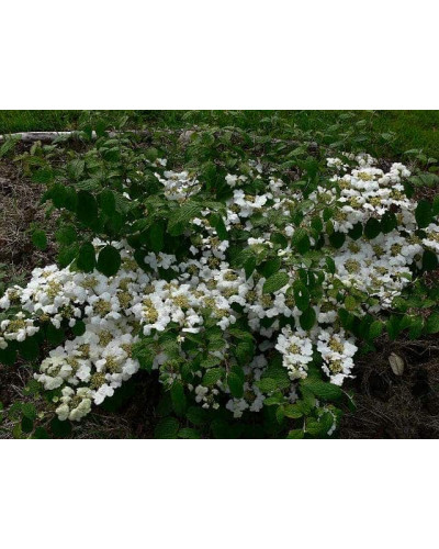 Калина складчаста Ватанабе | Viburnum plicatum Watanabe | Калина складчатая Ватанабе