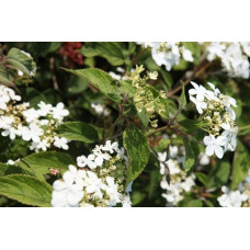 Калина складчаста Ватанабе | Viburnum plicatum Watanabe | Калина складчатая Ватанабе