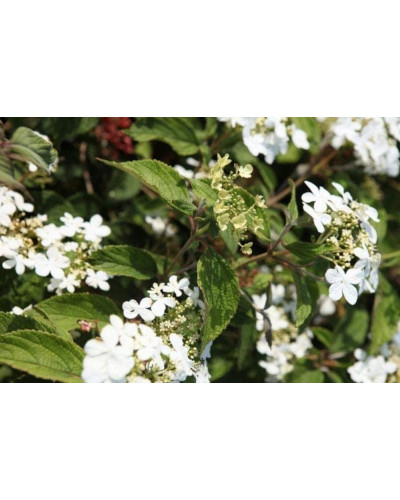Калина складчаста Ватанабе | Viburnum plicatum Watanabe | Калина складчатая Ватанабе
