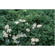 Калина звичайна Нанум | Viburnum opulus Nanum | Калина обыкновенная Нанум