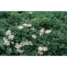Калина звичайна Нанум | Viburnum opulus Nanum | Калина обыкновенная Нанум