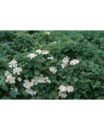 Калина звичайна Нанум | Viburnum opulus Nanum | Калина обыкновенная Нанум