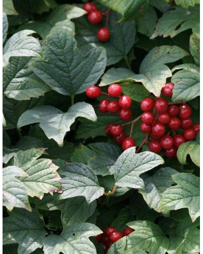Калина звичайна Нанум | Viburnum opulus Nanum | Калина обыкновенная Нанум
