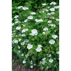 Калина звичайна Компактум | Viburnum opulus Compactum | Калина обыкновенная Компактум