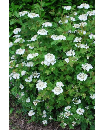 Калина звичайна Компактум | Viburnum opulus Compactum | Калина обыкновенная Компактум