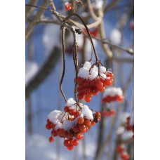 Калина звичайна Компактум | Viburnum opulus Compactum | Калина обыкновенная Компактум
