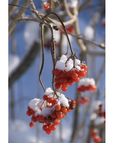 Калина звичайна Компактум | Viburnum opulus Compactum | Калина обыкновенная Компактум