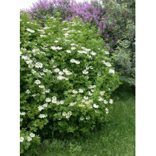 Калина звичайна Компактум | Viburnum opulus Compactum | Калина обыкновенная Компактум