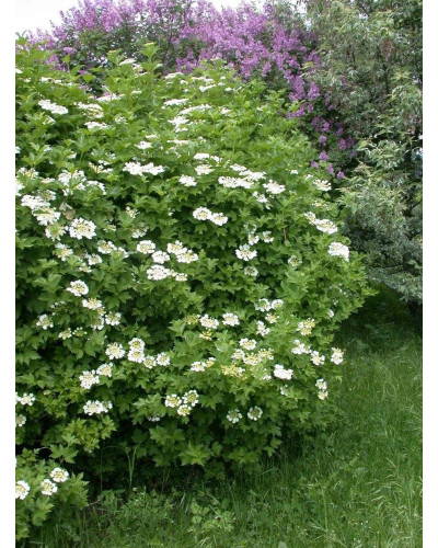 Калина звичайна Компактум | Viburnum opulus Compactum | Калина обыкновенная Компактум