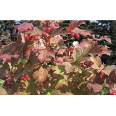 Калина звичайна Компактум | Viburnum opulus Compactum | Калина обыкновенная Компактум
