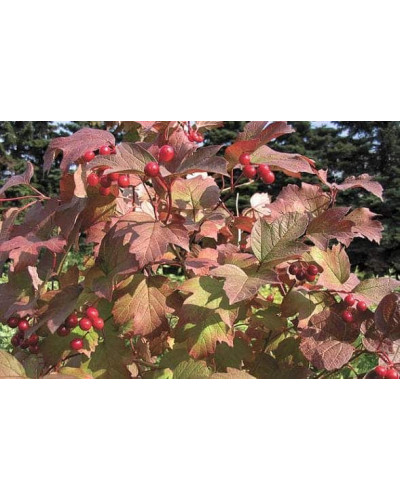 Калина звичайна Компактум | Viburnum opulus Compactum | Калина обыкновенная Компактум