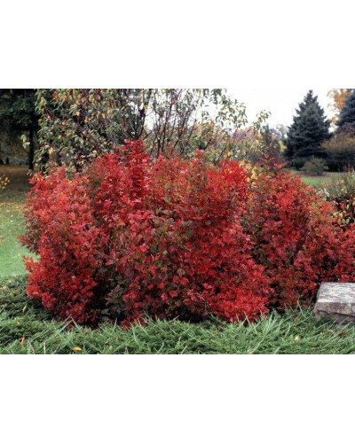 Калина звичайна Компактум | Viburnum opulus Compactum | Калина обыкновенная Компактум