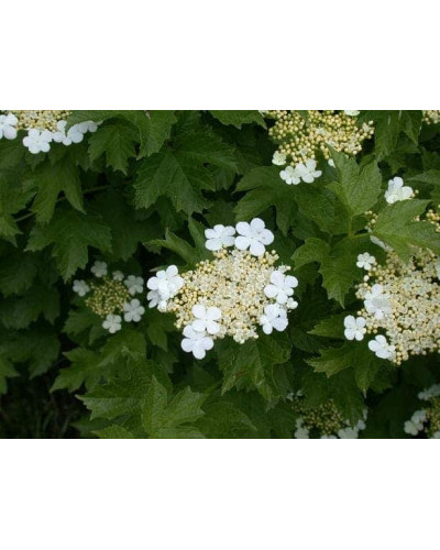 Калина звичайна Компактум | Viburnum opulus Compactum | Калина обыкновенная Компактум