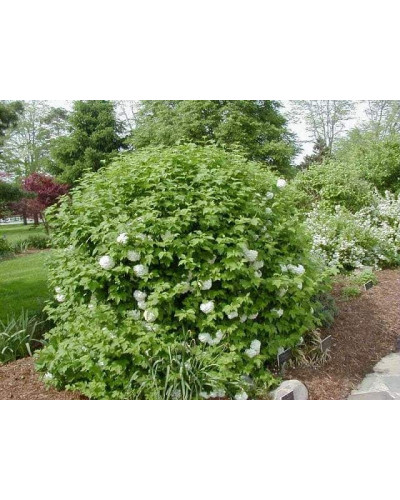 Калина звичайна Компактум | Viburnum opulus Compactum | Калина обыкновенная Компактум