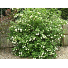 Калина звичайна Компактум | Viburnum opulus Compactum | Калина обыкновенная Компактум