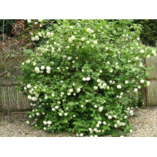 Калина звичайна Компактум | Viburnum opulus Compactum | Калина обыкновенная Компактум