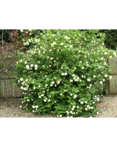 Калина звичайна Компактум | Viburnum opulus Compactum | Калина обыкновенная Компактум