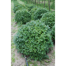 Калина звичайна Компактум | Viburnum opulus Compactum | Калина обыкновенная Компактум