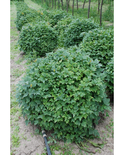 Калина звичайна Компактум | Viburnum opulus Compactum | Калина обыкновенная Компактум