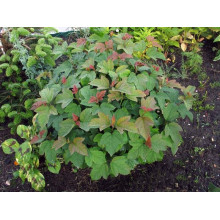 Калина звичайна Компактум | Viburnum opulus Compactum | Калина обыкновенная Компактум