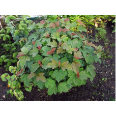 Калина звичайна Компактум | Viburnum opulus Compactum | Калина обыкновенная Компактум