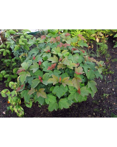 Калина звичайна Компактум | Viburnum opulus Compactum | Калина обыкновенная Компактум