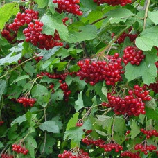 Калина звичайна Компактум | Viburnum opulus Compactum | Калина обыкновенная Компактум