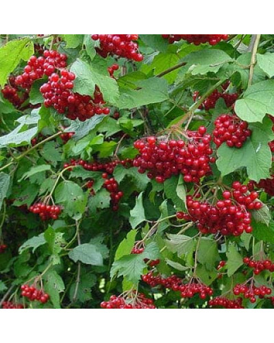 Калина звичайна Компактум | Viburnum opulus Compactum | Калина обыкновенная Компактум