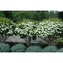 Калина звичайна Компактум | Viburnum opulus Compactum | Калина обыкновенная Компактум