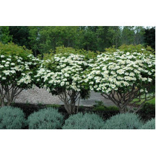 Калина звичайна Компактум | Viburnum opulus Compactum | Калина обыкновенная Компактум