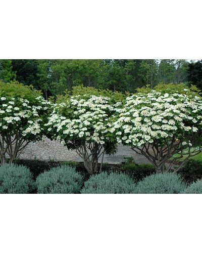Калина звичайна Компактум | Viburnum opulus Compactum | Калина обыкновенная Компактум