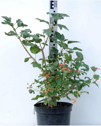 Калина звичайна Компактум | Viburnum opulus Compactum | Калина обыкновенная Компактум