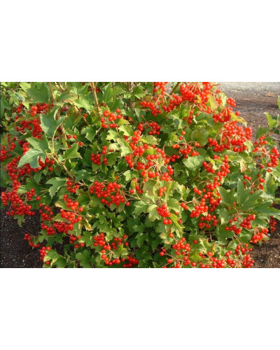 Калина звичайна Компактум | Viburnum opulus Compactum | Калина обыкновенная Компактум