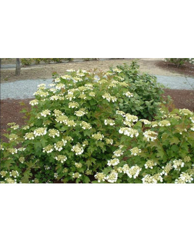 Калина звичайна Компактум | Viburnum opulus Compactum | Калина обыкновенная Компактум