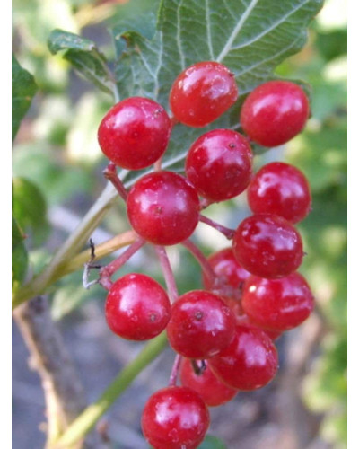 Калина звичайна Компактум | Viburnum opulus Compactum | Калина обыкновенная Компактум