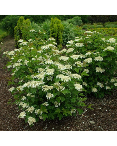 Калина звичайна Компактум | Viburnum opulus Compactum | Калина обыкновенная Компактум