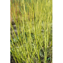 Дерен паростковий Флавірамеа | Cornus sericea Flaviramea | Дерен отпрысковый Флавирамеа