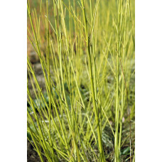 Дерен паростковий Флавірамеа | Cornus sericea Flaviramea | Дерен отпрысковый Флавирамеа