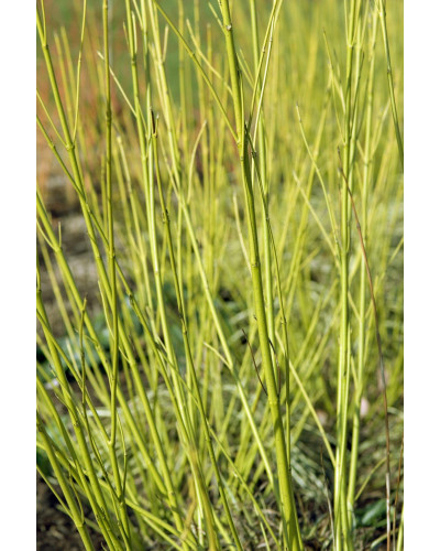 Дерен паростковий Флавірамеа | Cornus sericea Flaviramea | Дерен отпрысковый Флавирамеа