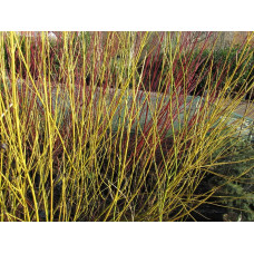 Дерен паростковий Флавірамеа | Cornus sericea Flaviramea | Дерен отпрысковый Флавирамеа