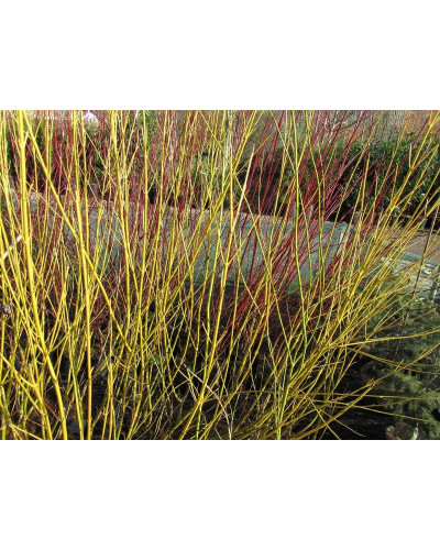 Дерен паростковий Флавірамеа | Cornus sericea Flaviramea | Дерен отпрысковый Флавирамеа