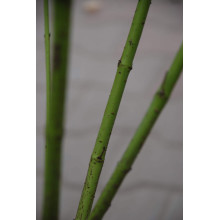 Дерен паростковий Флавірамеа | Cornus sericea Flaviramea | Дерен отпрысковый Флавирамеа