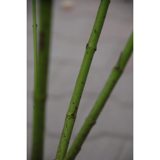 Дерен паростковий Флавірамеа | Cornus sericea Flaviramea | Дерен отпрысковый Флавирамеа