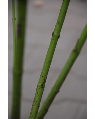 Дерен паростковий Флавірамеа | Cornus sericea Flaviramea | Дерен отпрысковый Флавирамеа