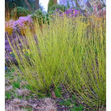 Дерен паростковий Флавірамеа | Cornus sericea Flaviramea | Дерен отпрысковый Флавирамеа