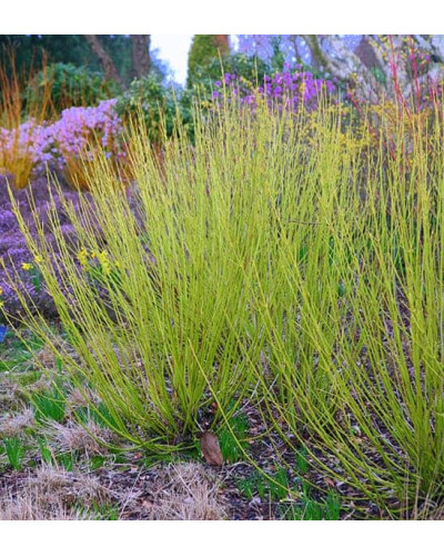 Дерен паростковий Флавірамеа | Cornus sericea Flaviramea | Дерен отпрысковый Флавирамеа